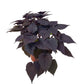 Sweet Potato Vine Purple (Purple Heart) in 5inch pot