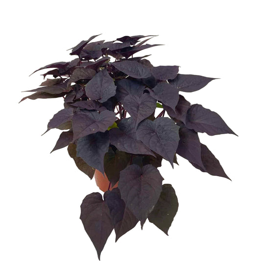 Sweet Potato Vine Purple (Purple Heart) in 5inch pot
