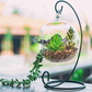 This glass Hanging Stand Terrarium