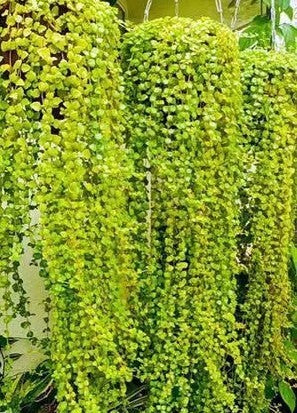 Tangled Heart Plant in 6inch hanging pot