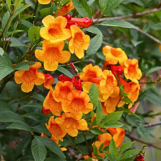 Tecoma dwarf plant in 5inch pot (any color)