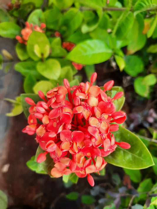 Rare Ixora Thailand type in 5inch nursery pot