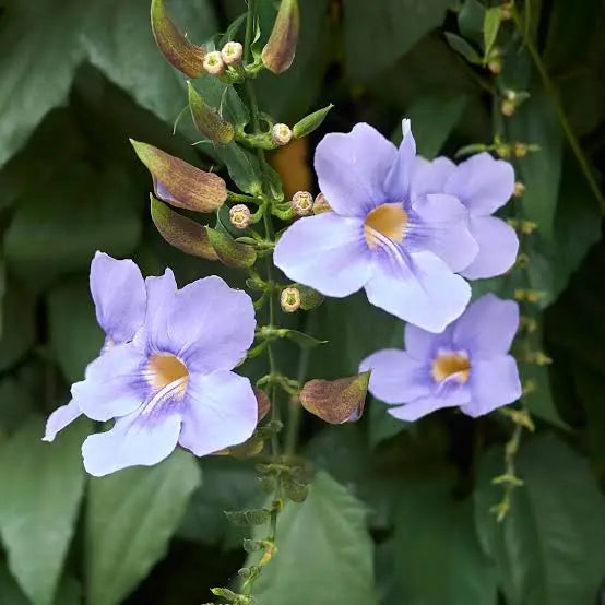 Thunbergia grandiflora -- light blue flower creeper in 5inch pot