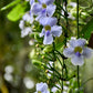 Thunbergia grandiflora -- light blue flower creeper in 5inch pot