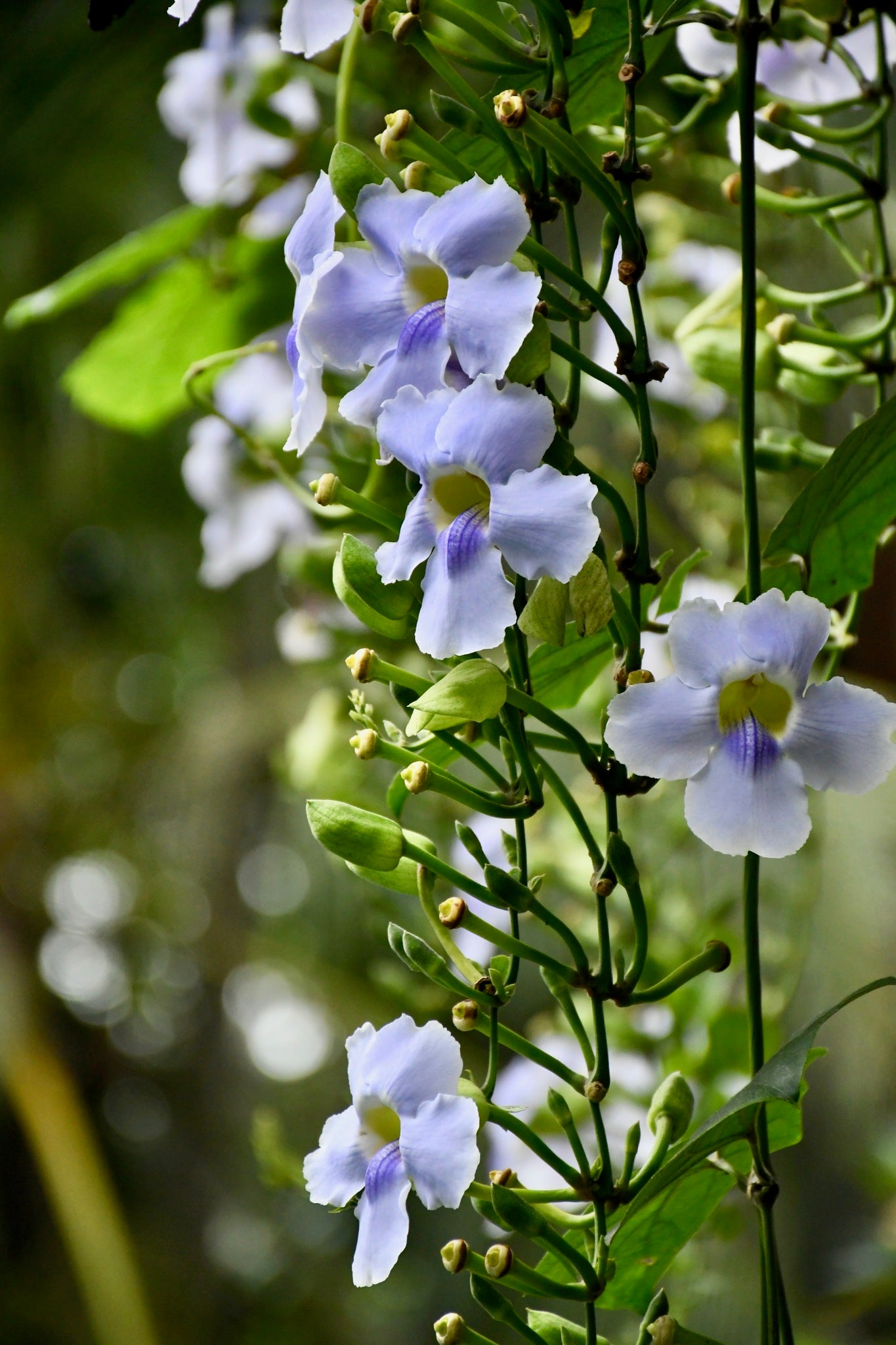 Thunbergia grandiflora -- light blue flower creeper in 5inch pot