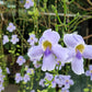 Thunbergia grandiflora -- light blue flower creeper in 5inch pot