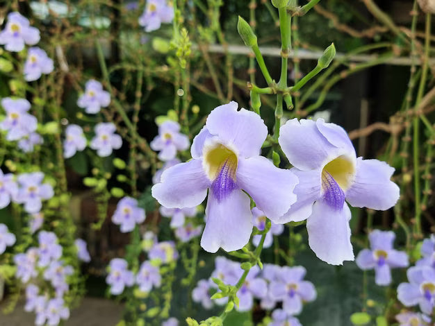 Thunbergia grandiflora -- light blue flower creeper in 5inch pot