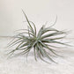 Air plant on a light gray surface with a white background