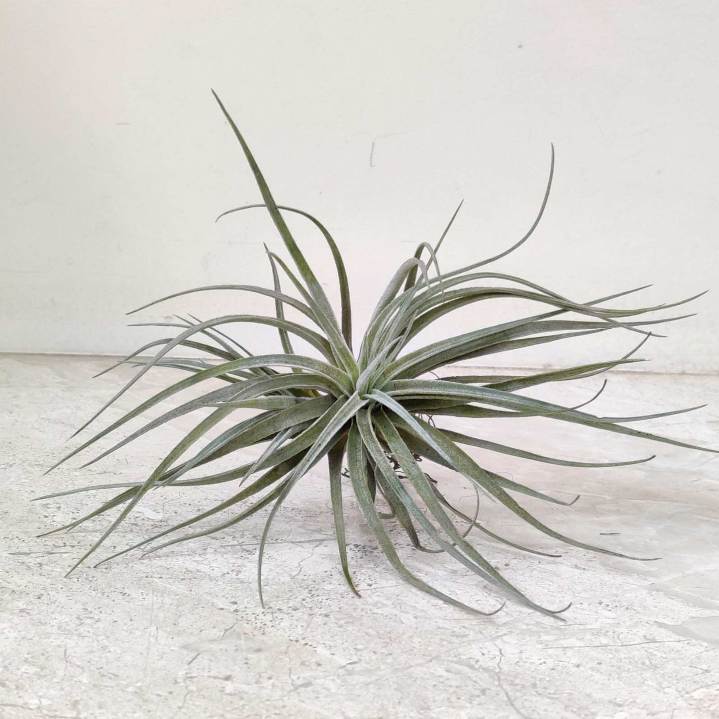 Air plant on a light gray surface with a white background