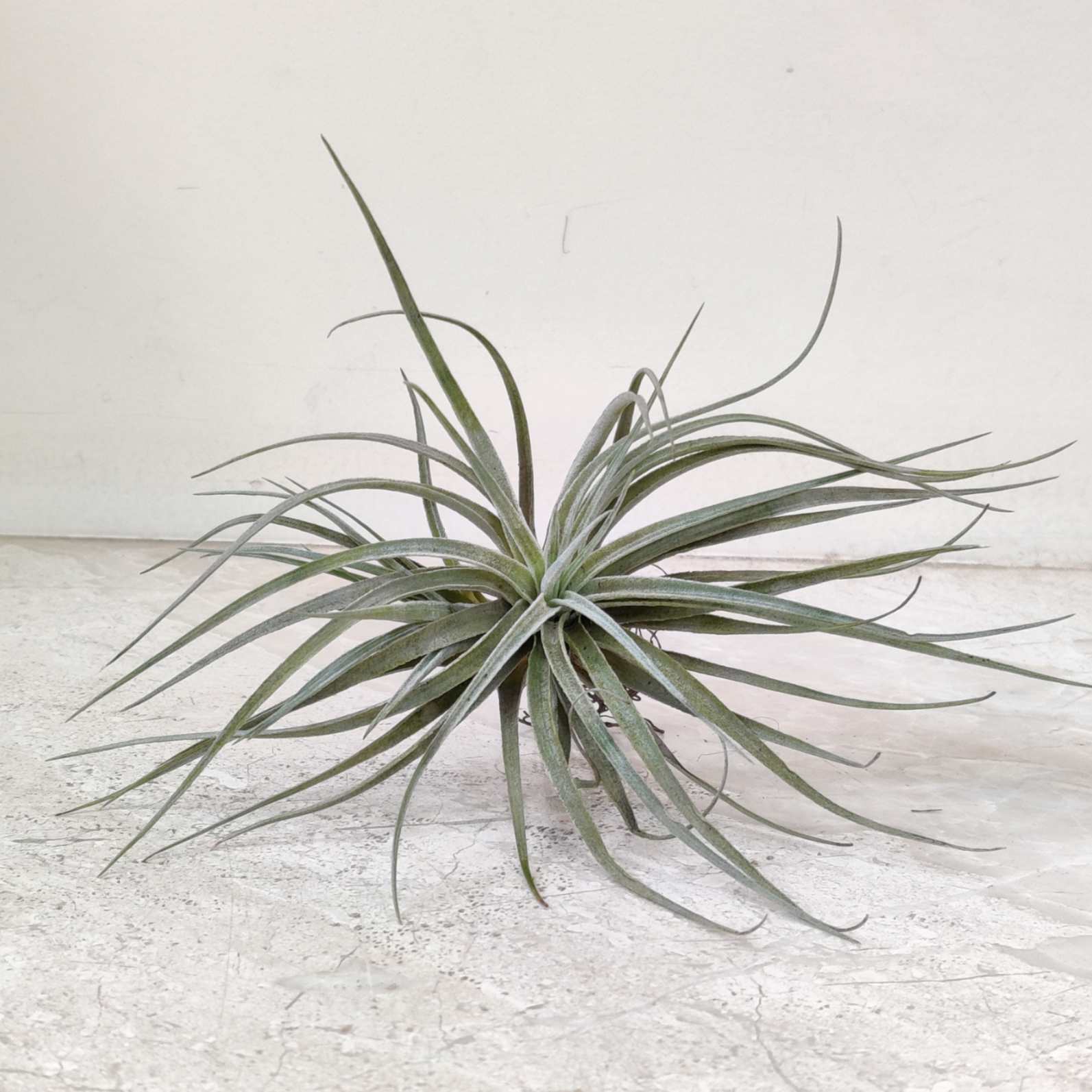 Air plant on a light gray surface with a white background