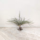 Tillandsia air plant on a light marble surface