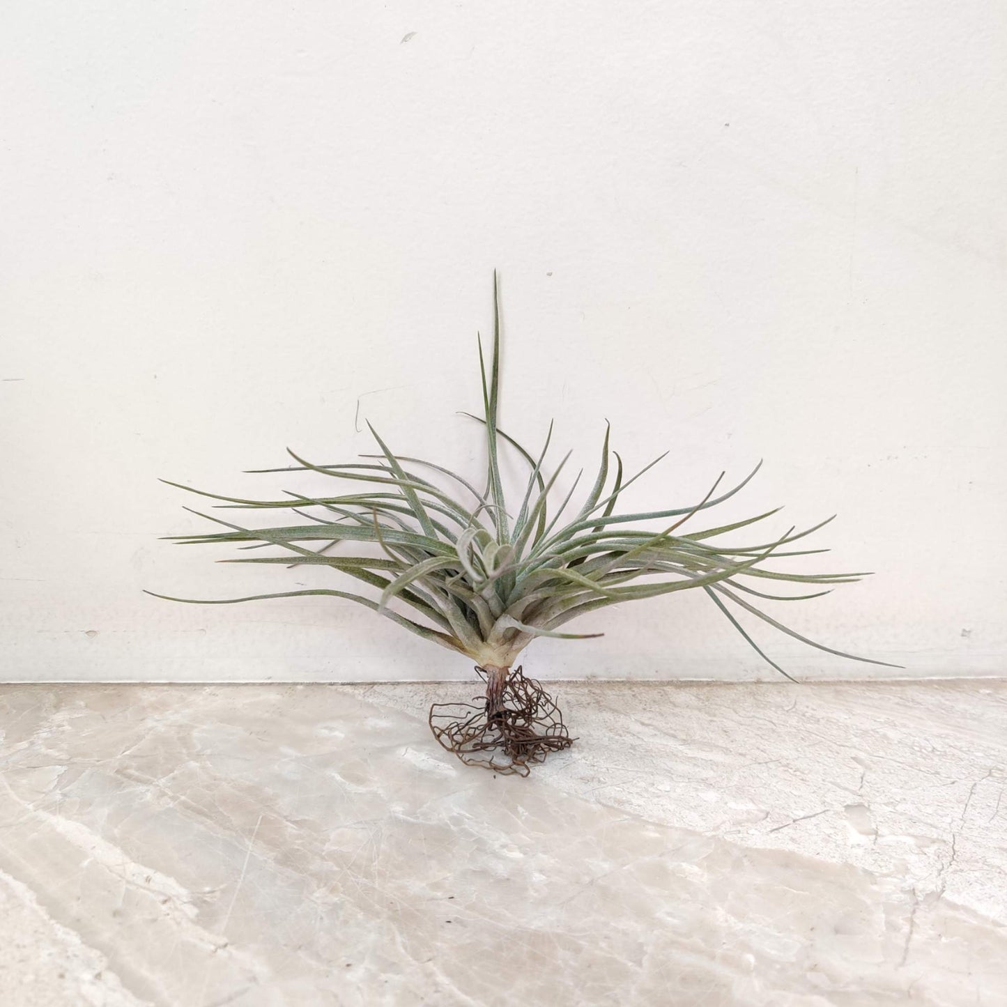 Tillandsia air plant on a light marble surface