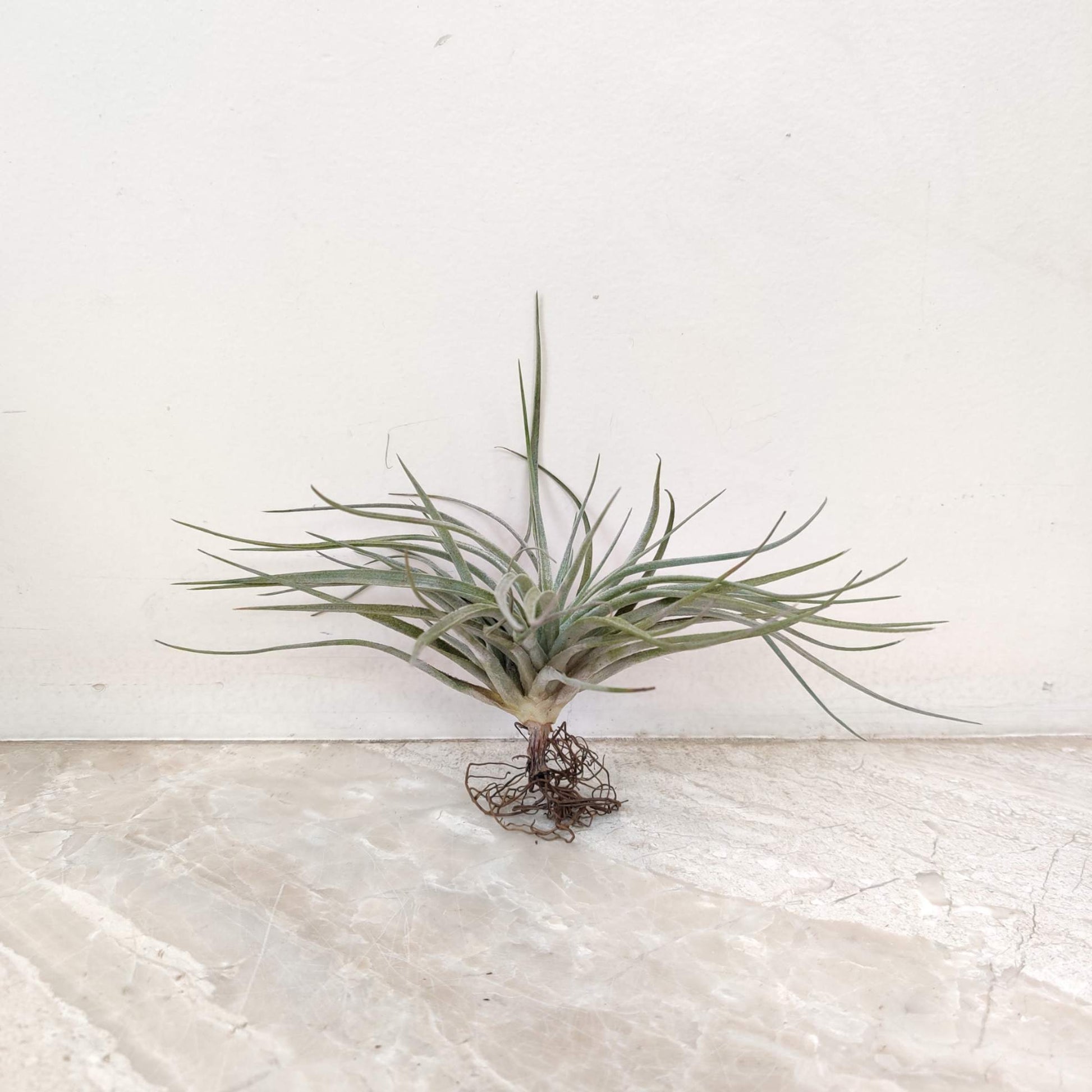 Buy Fresh & Healthy Air Plants Online | PlantsDen Bangalore  Plantsden