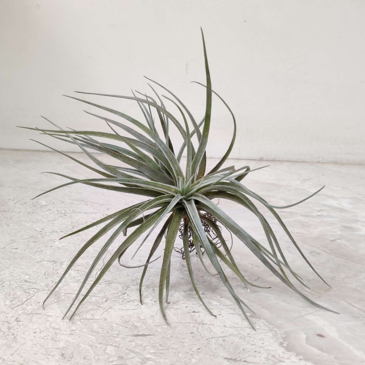 Tillandsia air plant on a light wooden surface with a white background