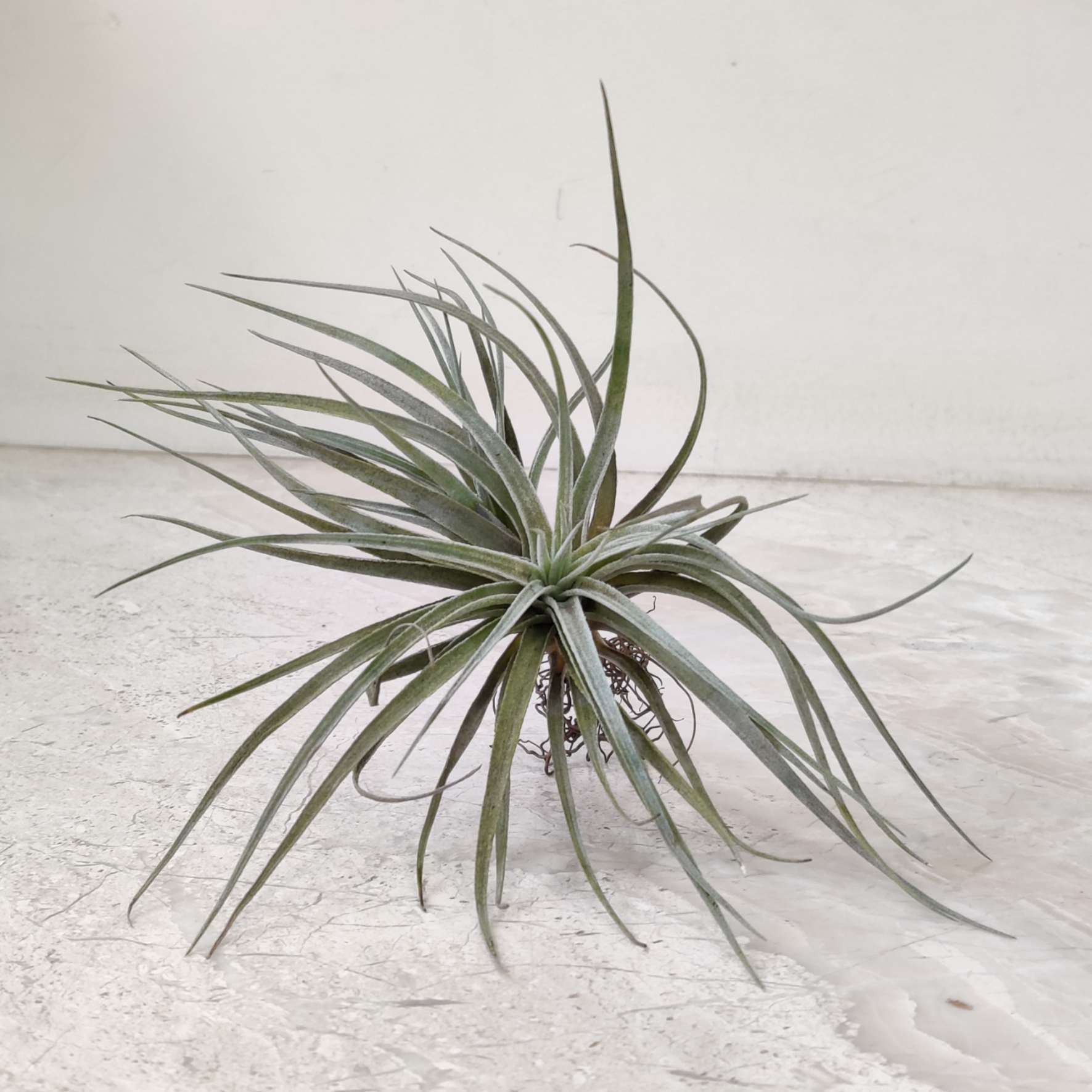 Tillandsia air plant on a light wooden surface with a white background