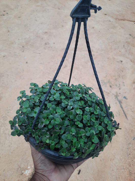 Turtle Vine in 8inch black hanging pot