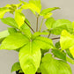 Golden Brassia / Schefflera Golden 2 to 3 ft height in 8inch pot