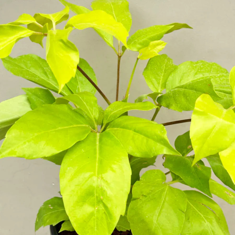 Golden Brassia / Schefflera Golden 2 to 3 ft height in 8inch pot