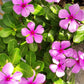 vinca rosea - any color in 4inch pot