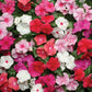 A garden bed filled with Vinca rosea flowers in various colors including pink, purple, white, and red.