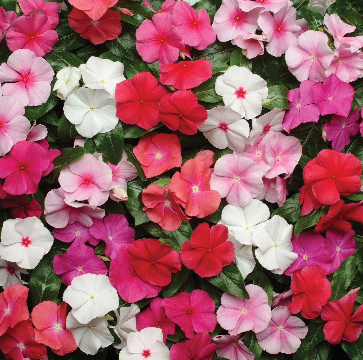 A garden bed filled with Vinca rosea flowers in various colors including pink, purple, white, and red.