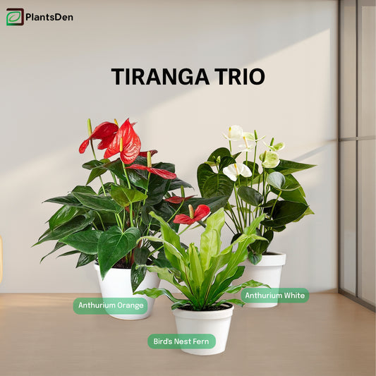 Tiranga Trio 2- Orange Anthurium, White Anthurium and Bird Nest Fern Plant
