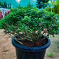 Dwarf Murraya paniculata in 8inch pot
