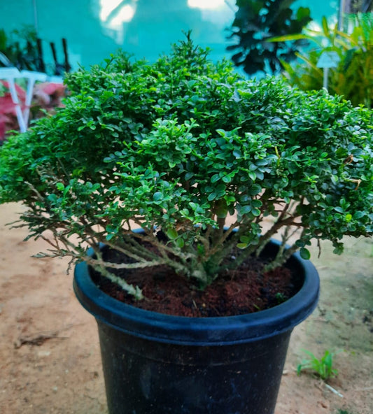 Dwarf Murraya paniculata in 8inch pot