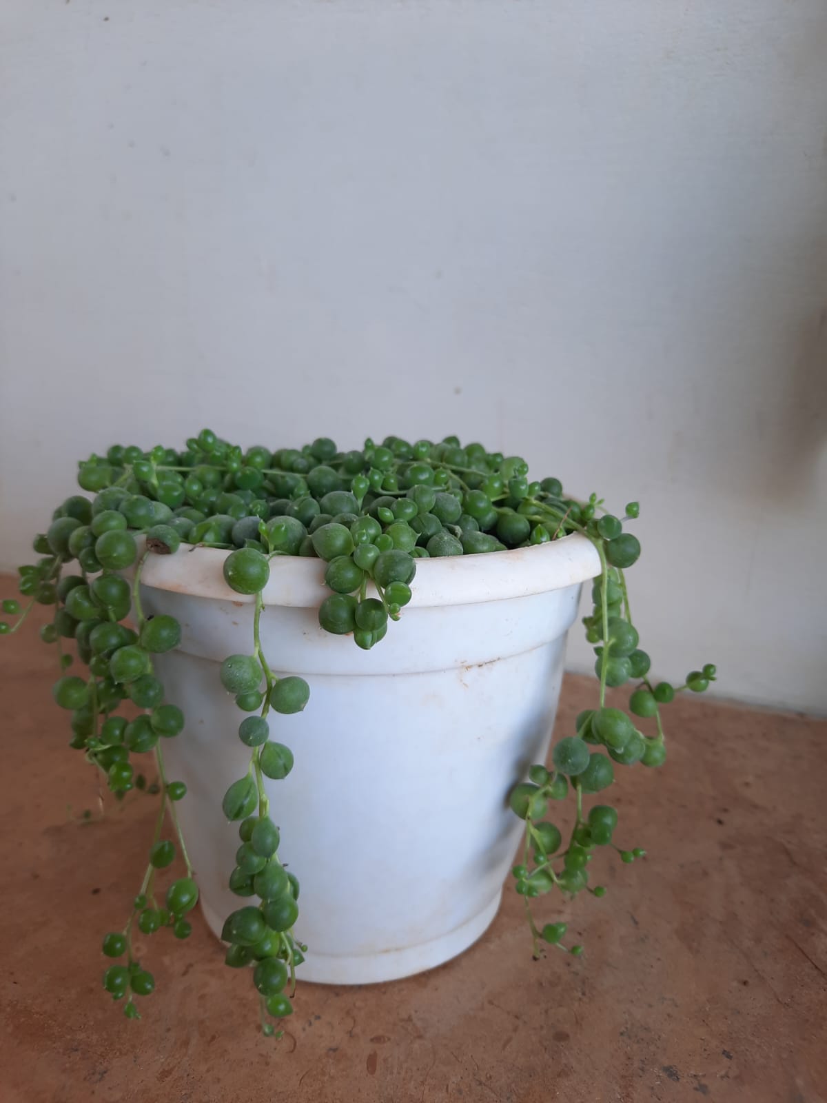 string of pearls in 5inch hanging pot