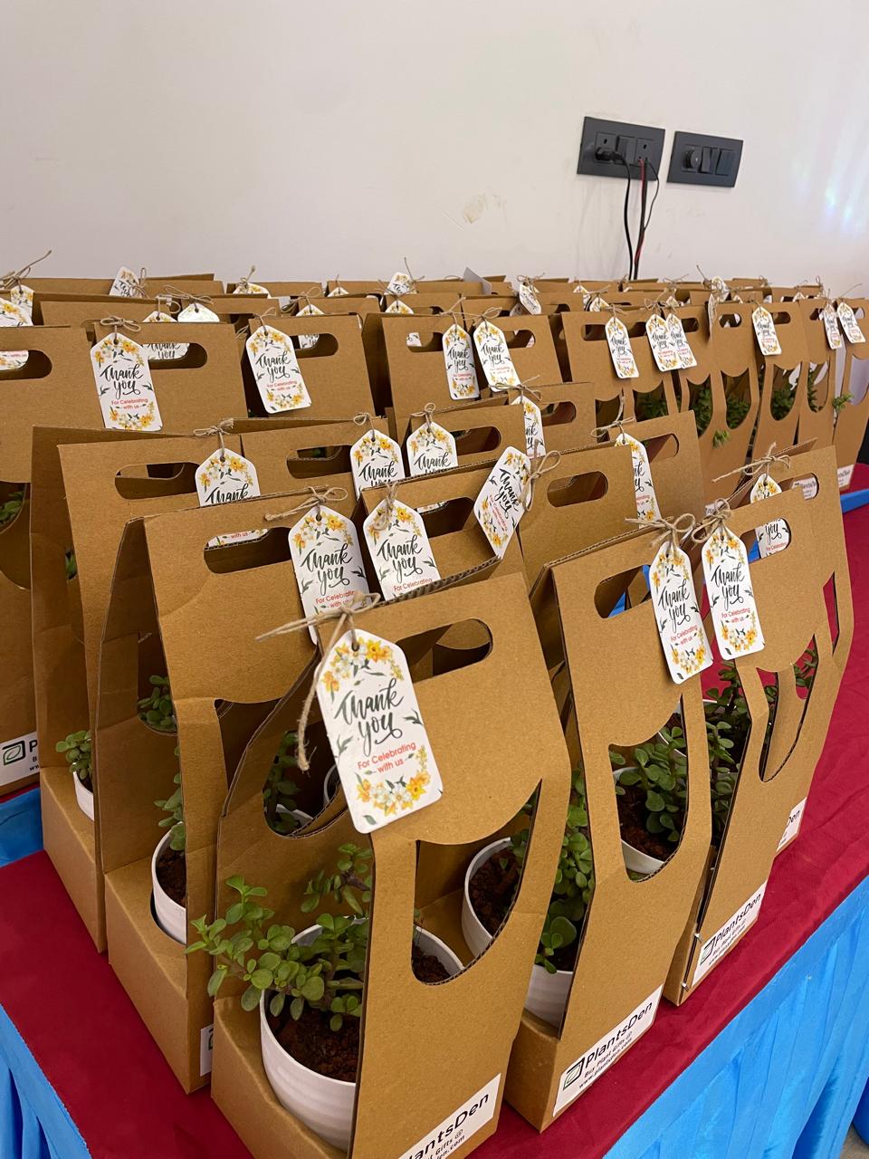 Jade Plant – Gifting package