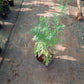 Potted plant on a concrete floor with tools in the background