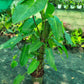 Potted plant with large green leaves on a greenhouse floor.