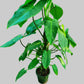 Potted plant in a greenhouse setting with other plants and equipment in the background