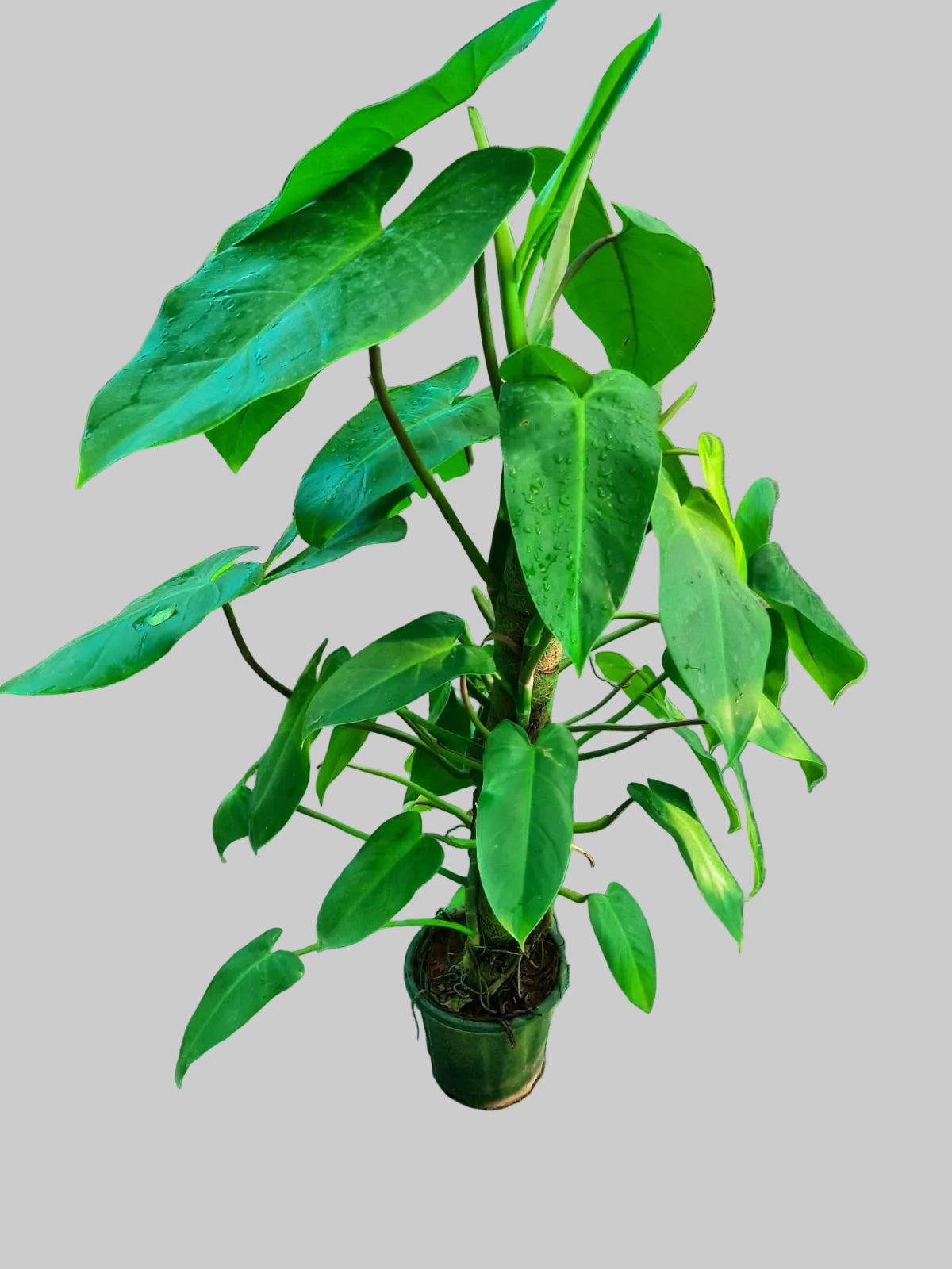 Potted plant in a greenhouse setting with other plants and equipment in the background