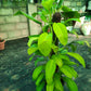 Potted plant with large green leaves on a concrete floor.