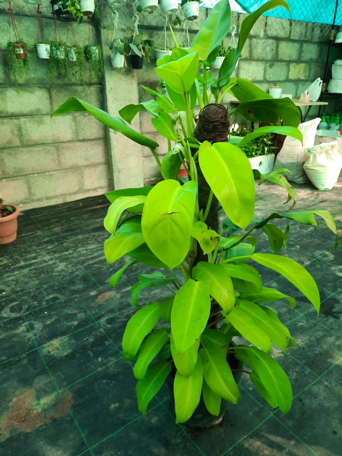 Potted plant with large green leaves on a concrete floor.
