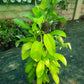 Potted plant with bright green leaves on a concrete floor