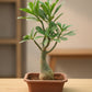 Adenium Bonsai in Bonsai pot