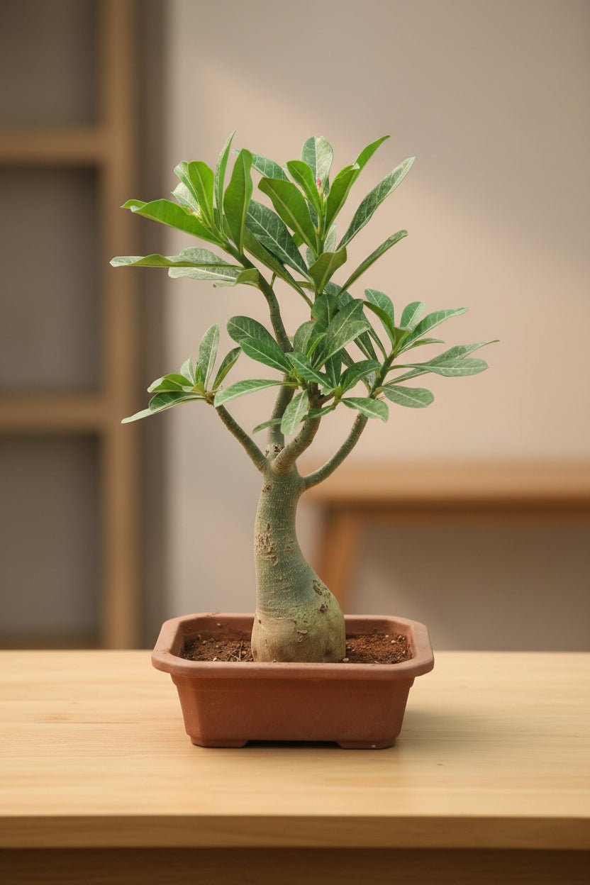 Adenium Bonsai in Bonsai pot