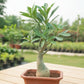 Adenium Bonsai in Bonsai pot