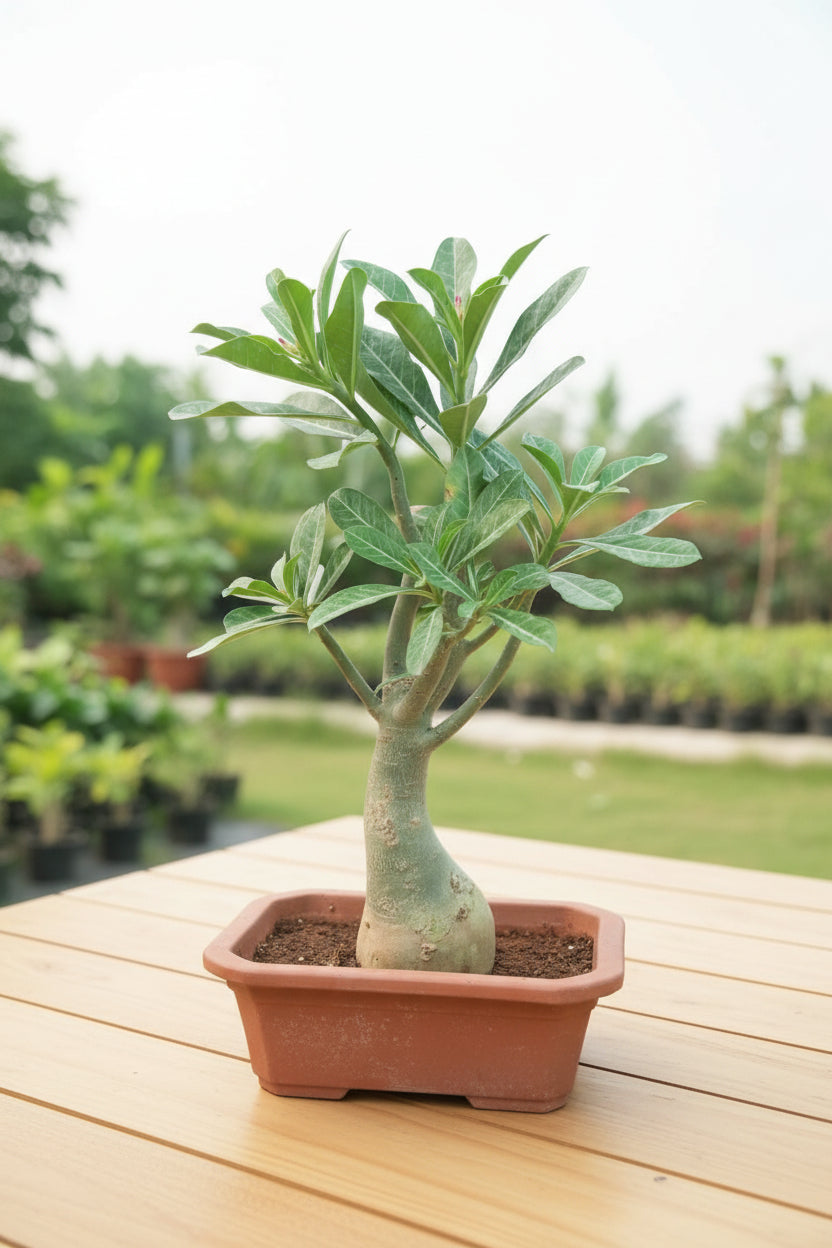 Adenium Bonsai in Bonsai pot