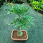 Adenium Bonsai in Bonsai pot