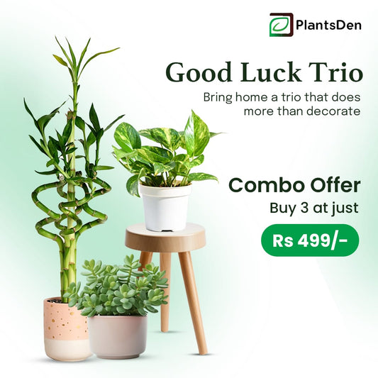 Good Luck Trio - Lucky Jade, Money Plant and Spiral Bamboo plant (1 each in nursery pot)