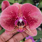Phalaenopsis orchid with blooms