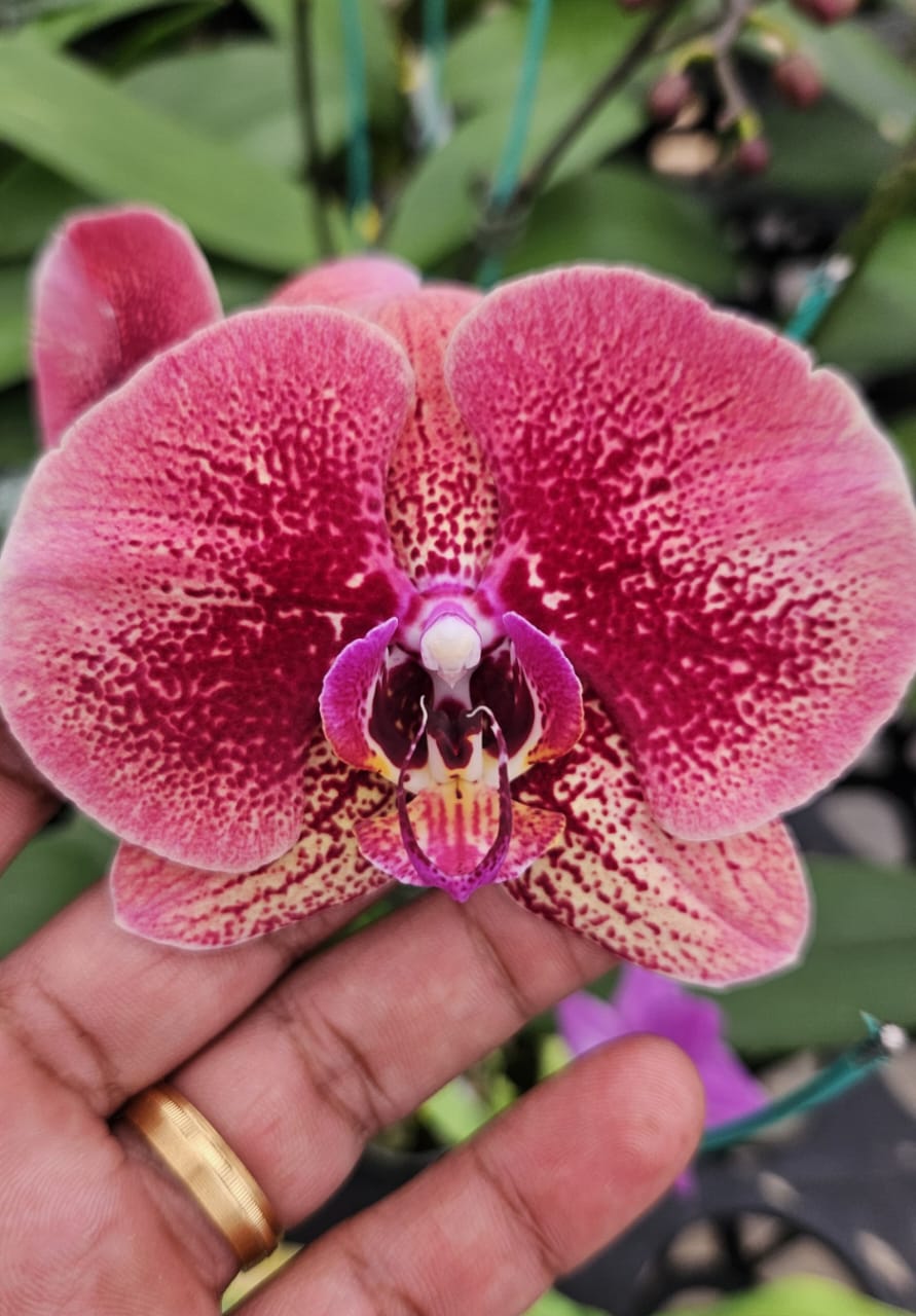 Phalaenopsis orchid with blooms