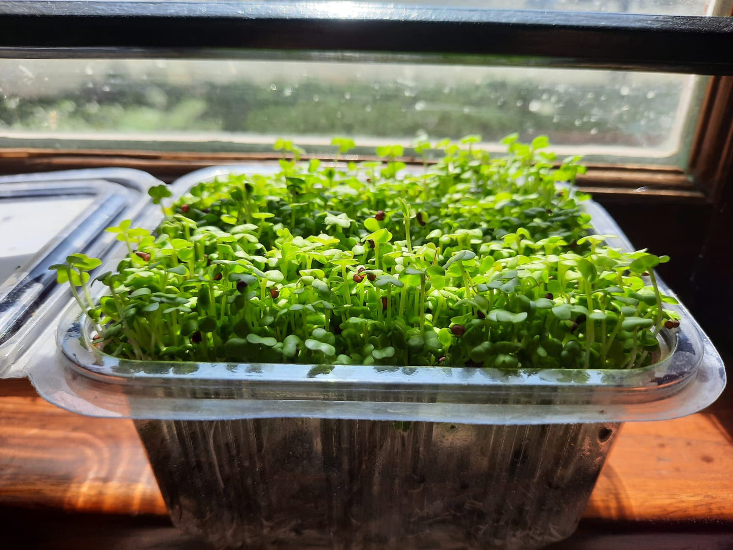 Mustard  Microgreen kit