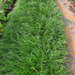 Dwarf Mondo Grass in 6inch pot