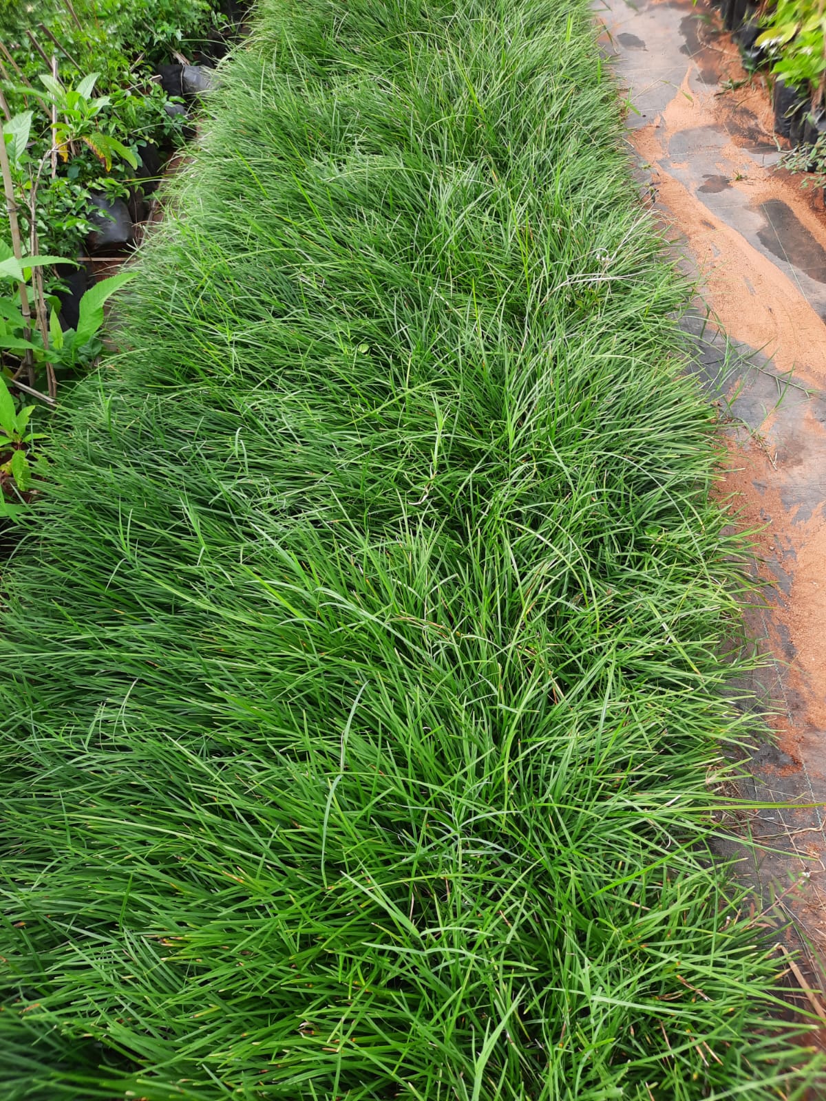 Dwarf Mondo Grass in 6inch pot