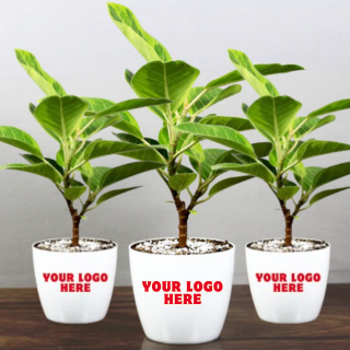 Lemon Lime Edition Rubber Plant - (Set of 15)