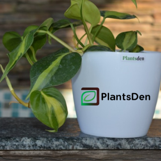 Variegated Money Plant - (Set of 15)